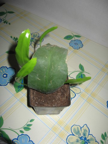 Name:  IMG_2096.jpg
Views: 918
Size:  42.3 KB