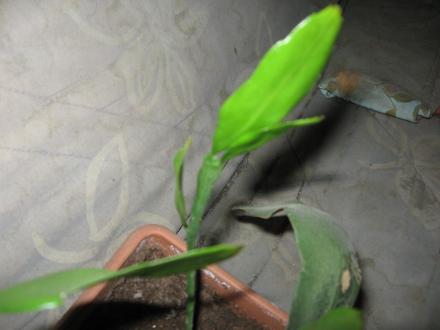 Name:  IMG_2117.jpg
Views: 922
Size:  53.9 KB