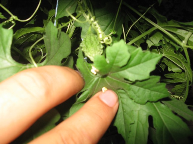 Name:  IMG_2104.jpg
Views: 869
Size:  64.7 KB