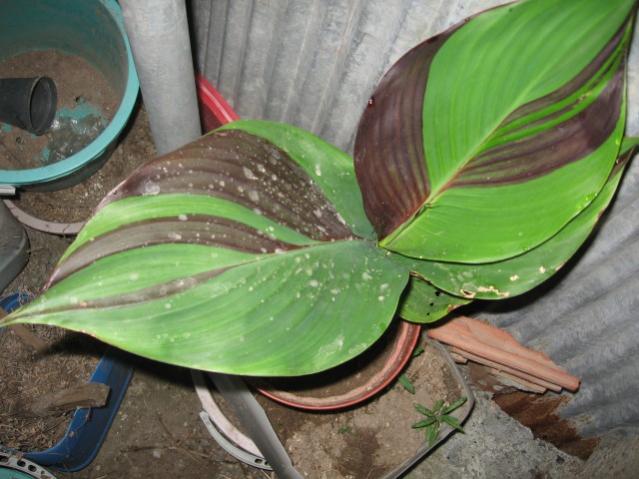 Name:  IMG_2109.jpg
Views: 1666
Size:  48.5 KB