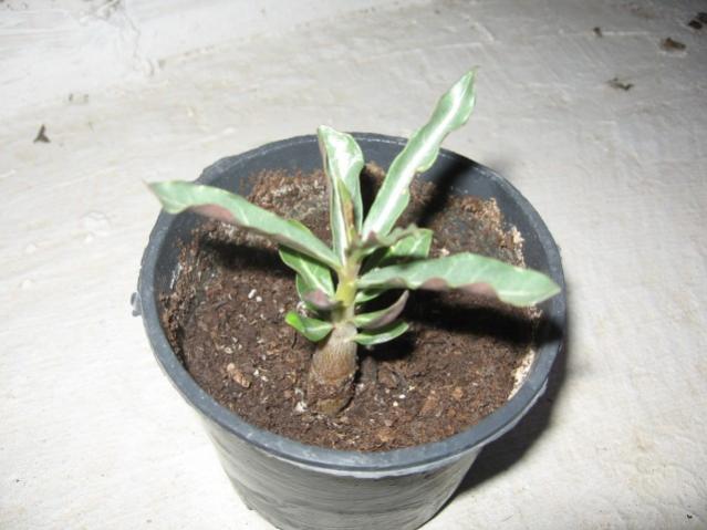 Name:  IMG_2122.jpg
Views: 880
Size:  38.2 KB