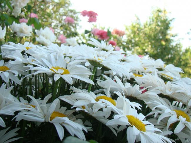 Name:  papatya1.jpg
Views: 1350
Size:  56.3 KB