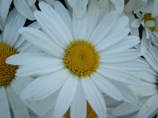 Name:  papatya4.jpg
Views: 1331
Size:  30.7 KB