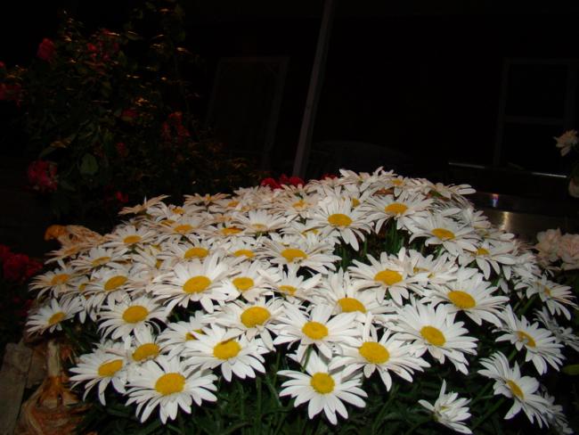 Name:  papatya5.jpg
Views: 1313
Size:  49.5 KB