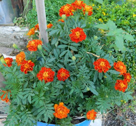 Name:  Resim 113.jpg
Views: 1065
Size:  64.2 KB