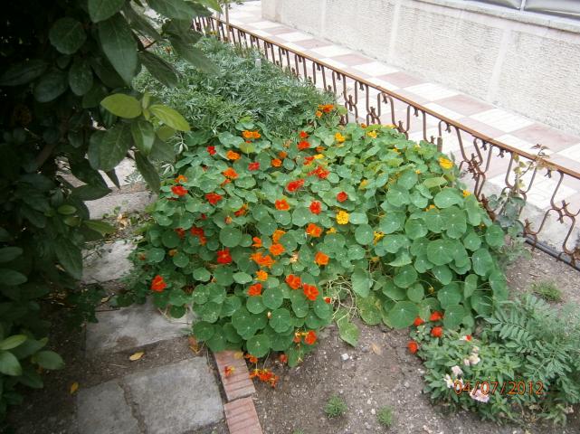 Name:  P7040032.jpg
Views: 2217
Size:  72.0 KB