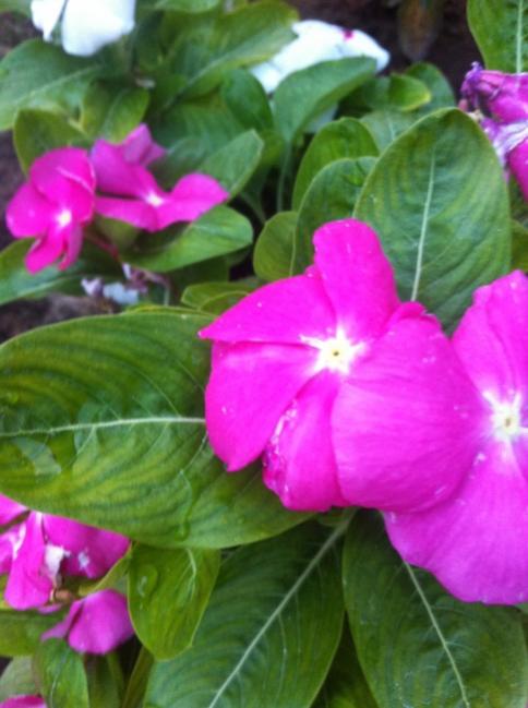 Name:  IMG_2514.jpg
Views: 1113
Size:  41.5 KB