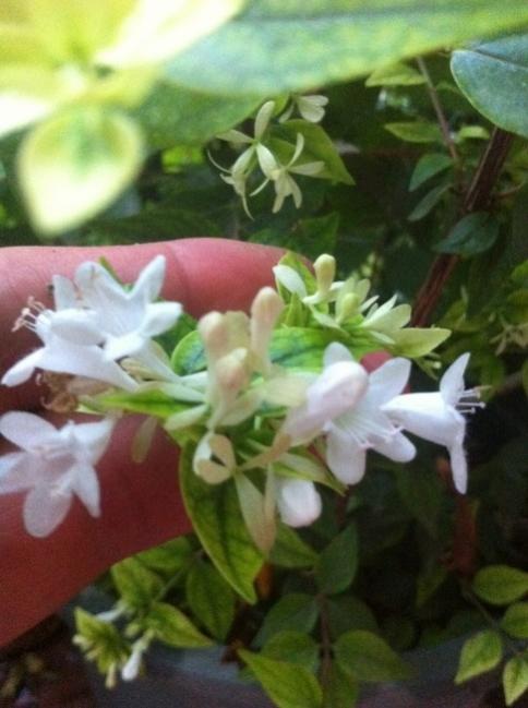 Name:  abelia.jpg
Views: 1114
Size:  39.7 KB
