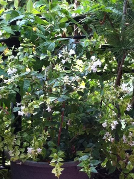 Name:  abelia1.jpg
Views: 1125
Size:  65.7 KB