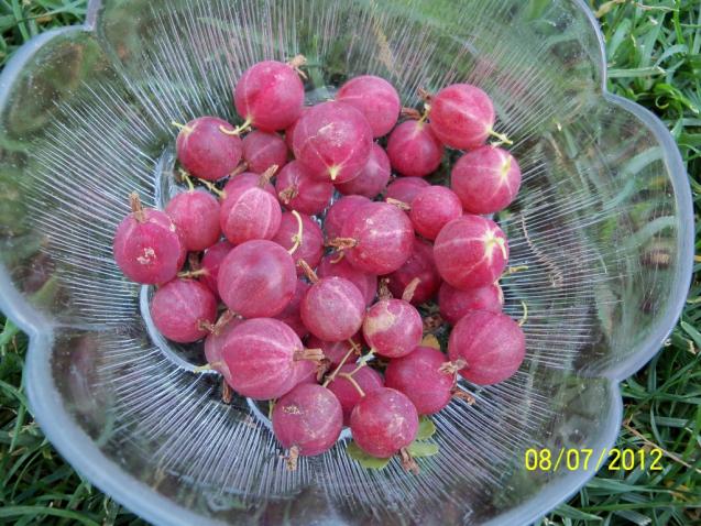 Name:  100_8669.jpg
Views: 684
Size:  70.3 KB