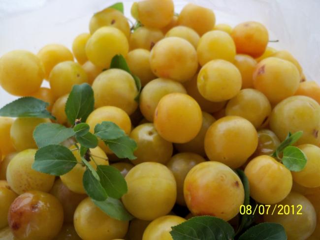 Name:  100_8853.jpg
Views: 1819
Size:  33.7 KB
