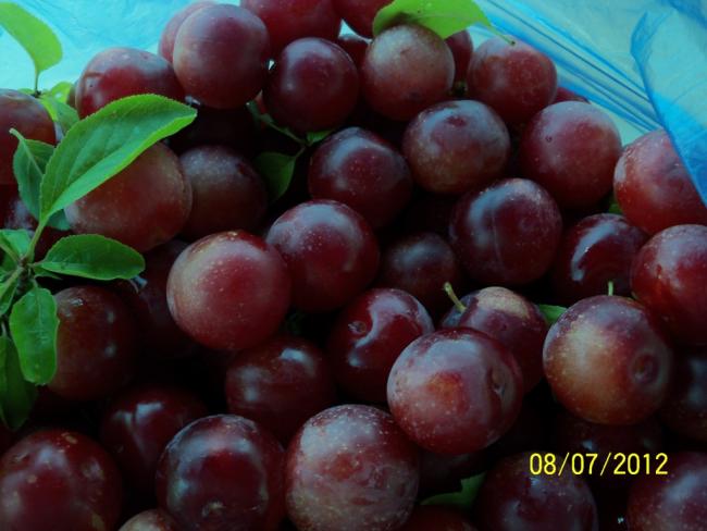 Name:  100_8862.jpg
Views: 779
Size:  39.3 KB