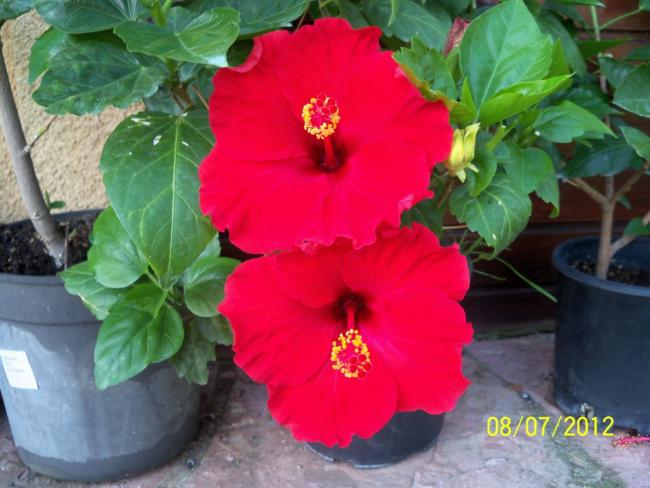 Name:  100_8631.jpg
Views: 676
Size:  45.0 KB