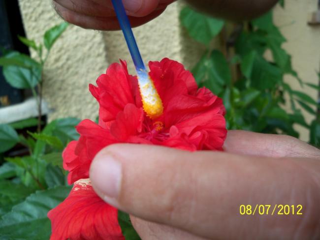 Name:  100_8706.jpg
Views: 655
Size:  33.1 KB
