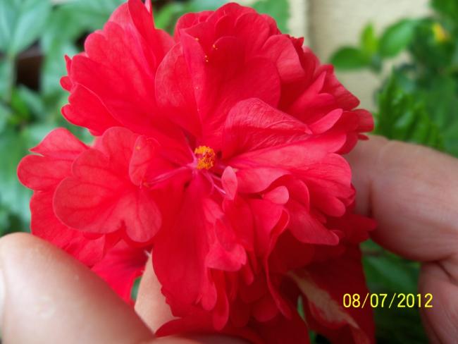 Name:  100_8709.jpg
Views: 670
Size:  31.8 KB
