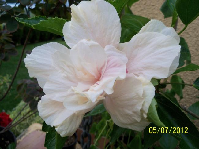 Name:  100_8119.jpg
Views: 678
Size:  37.7 KB