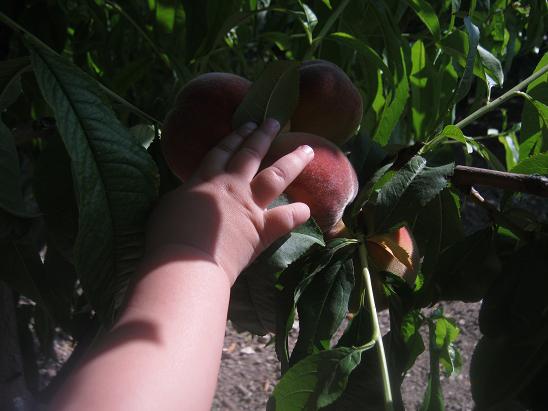 Name:  eftaliye uzanan el.JPG
Views: 1041
Size:  45.6 KB