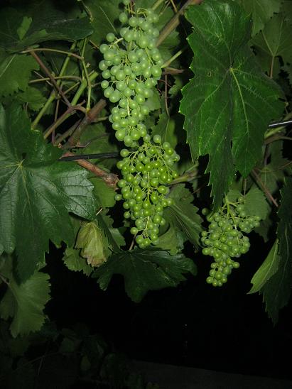 Name:  zm.JPG
Views: 969
Size:  45.4 KB