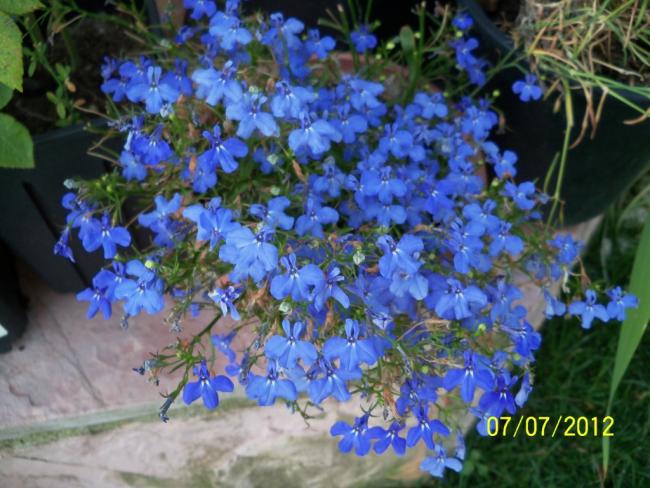 Name:  100_8520.jpg
Views: 608
Size:  57.4 KB