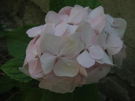 Name:  ortanca.JPG
Views: 1217
Size:  33.9 KB