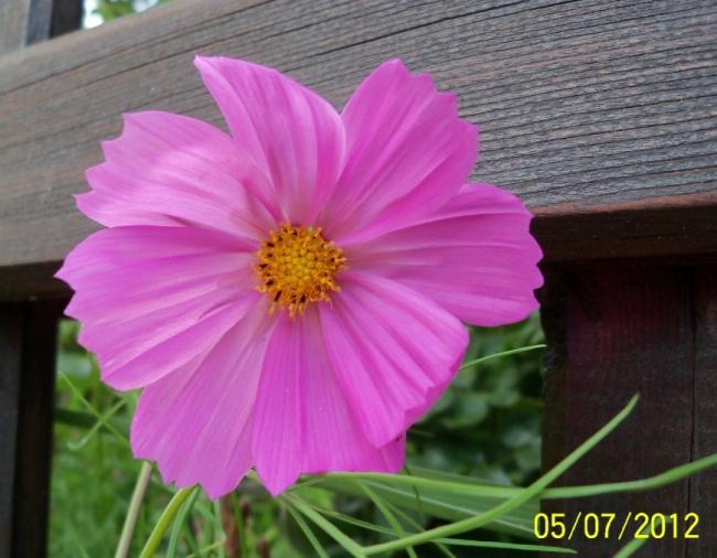 Name:  100_8109.jpg
Views: 624
Size:  45.2 KB