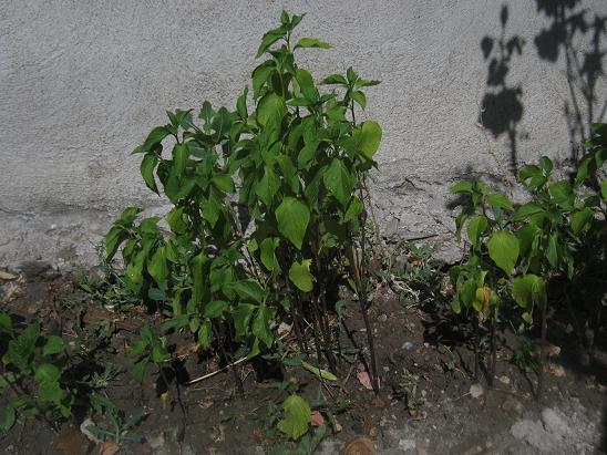 Name:  pysalis alkegengii.JPG
Views: 968
Size:  68.4 KB
