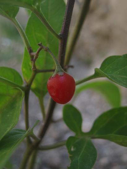 Name:  solanum dulcamara.JPG
Views: 960
Size:  26.8 KB