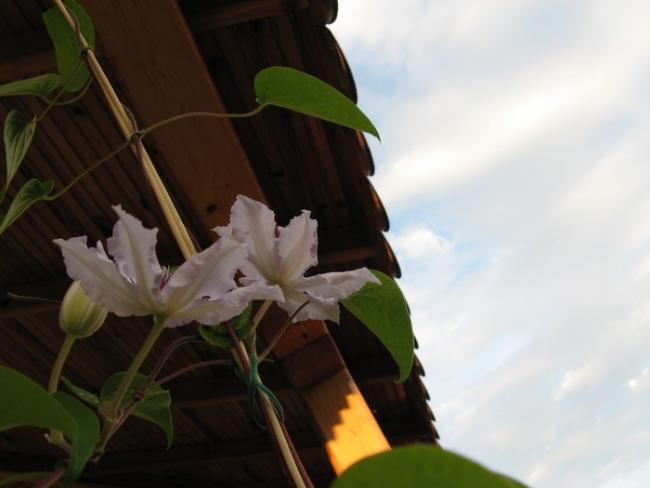 Name:  clma.jpg
Views: 961
Size:  26.7 KB