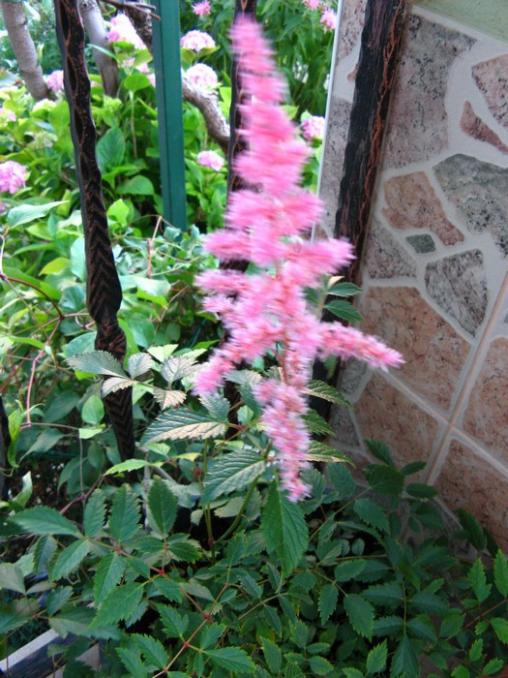 Name:  astilbe.jpg
Views: 1035
Size:  70.0 KB