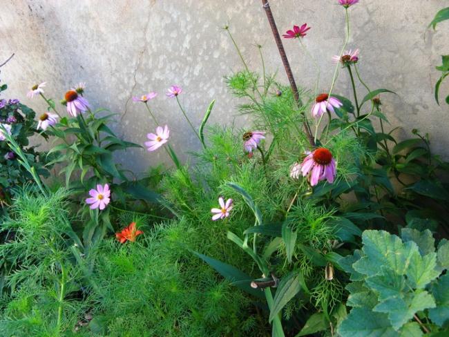 Name:  cosmos.jpg
Views: 1219
Size:  68.2 KB