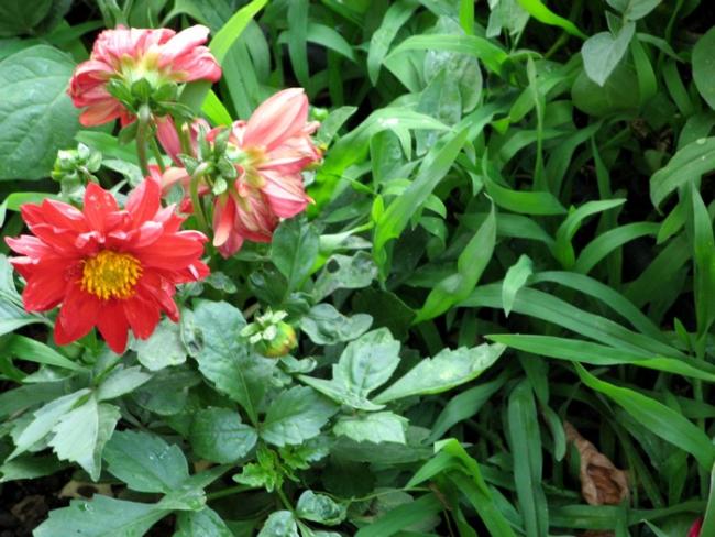 Name:  dahlia.jpg
Views: 1112
Size:  59.9 KB