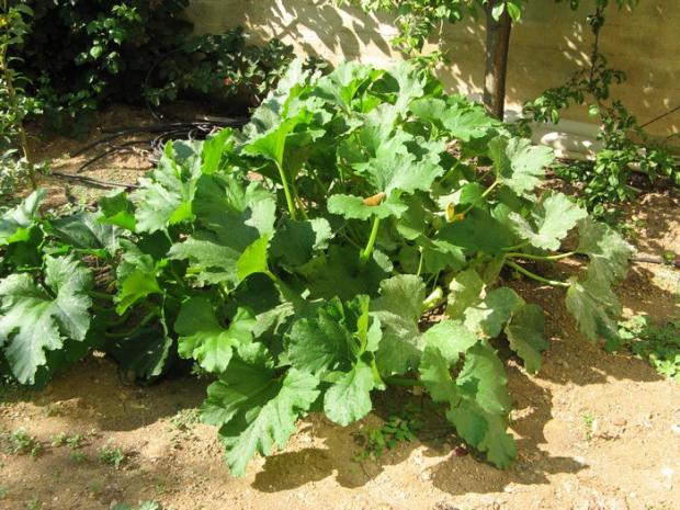 Name:  kabak.jpg
Views: 1432
Size:  71.5 KB