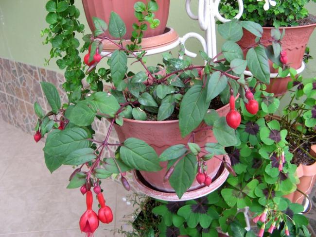 Name:  kp.marinka.jpg
Views: 893
Size:  62.4 KB