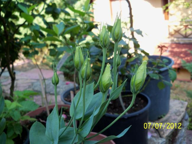 Name:  100_8476.jpg
Views: 567
Size:  47.3 KB