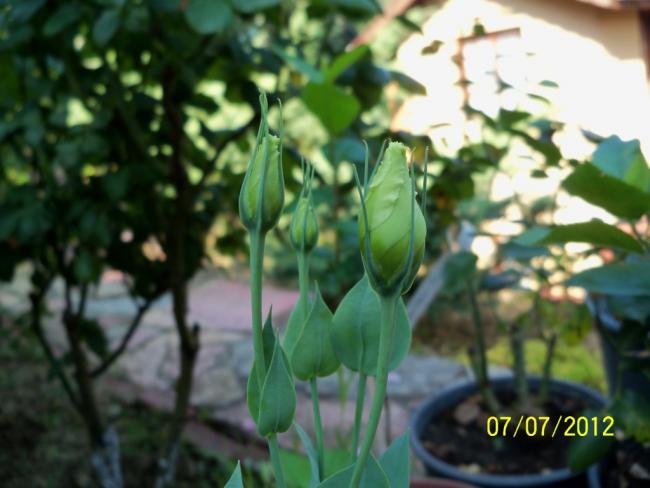 Name:  100_8478.jpg
Views: 623
Size:  40.0 KB