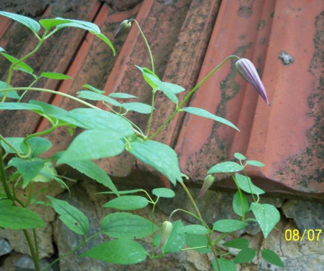 Name:  100_8646.jpg
Views: 675
Size:  53.1 KB