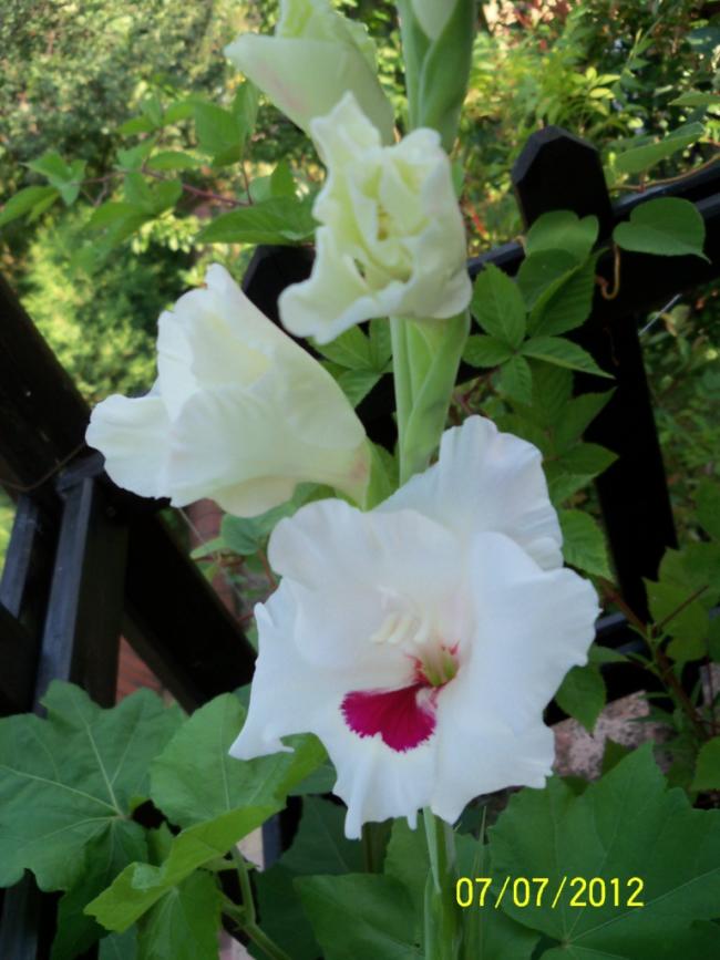 Name:  100_8502.jpg
Views: 550
Size:  63.8 KB