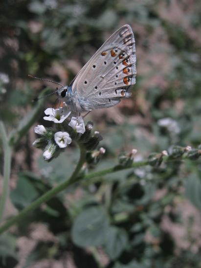 Name:  kelebek.JPG
Views: 930
Size:  35.2 KB