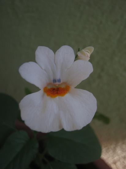 Name:  nemesia.JPG
Views: 1491
Size:  18.9 KB