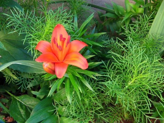 Name:  lili.jpg
Views: 1035
Size:  70.7 KB