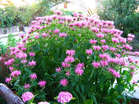 Name:  monarda.jpg
Views: 1154
Size:  72.8 KB