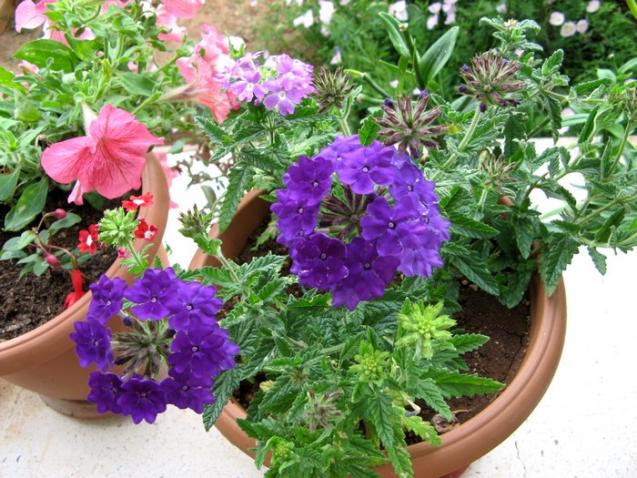 Name:  verbena.jpg
Views: 1071
Size:  70.3 KB