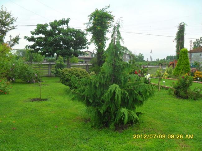 Name:  126.jpg
Views: 397
Size:  58.7 KB