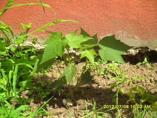 Name:  053.jpg
Views: 576
Size:  71.1 KB
