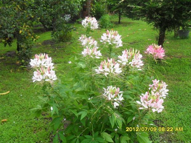 Name:  106.jpg
Views: 801
Size:  70.5 KB