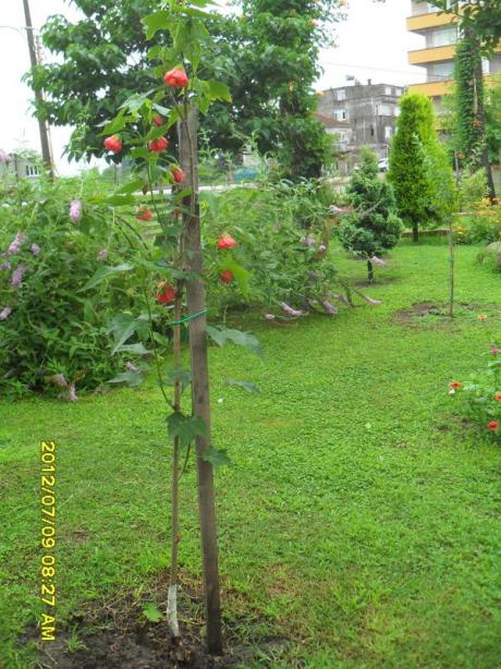 Name:  131-001.jpg
Views: 766
Size:  71.6 KB