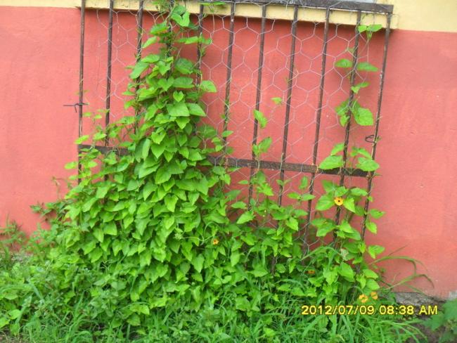 Name:  229.jpg
Views: 728
Size:  65.0 KB