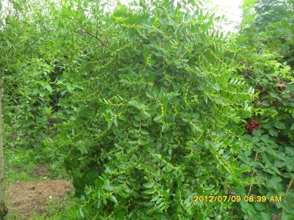 Name:  237.jpg
Views: 776
Size:  72.7 KB