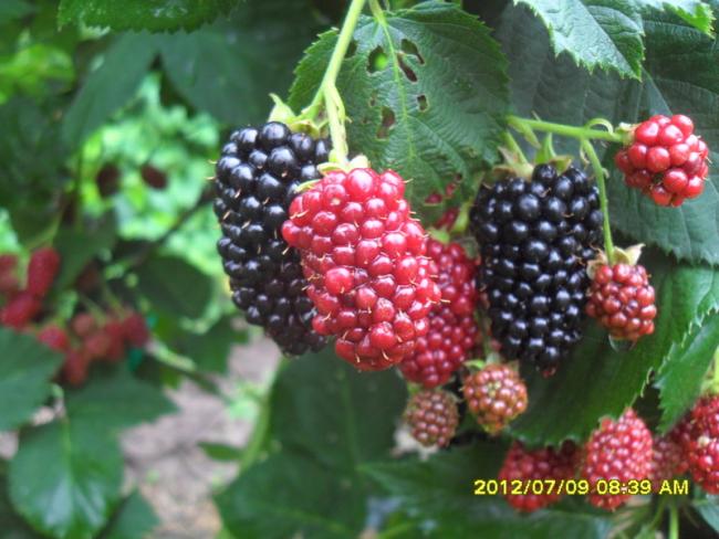 Name:  238.jpg
Views: 731
Size:  51.1 KB