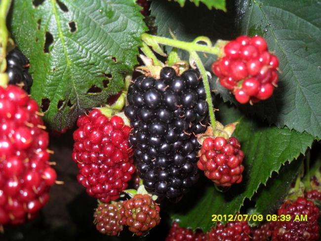 Name:  239.jpg
Views: 715
Size:  62.3 KB